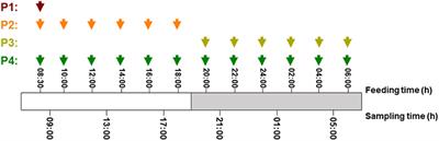 Feeding Protocol Modulates the Digestive Process in Senegalese Sole (Solea senegalensis) Juveniles